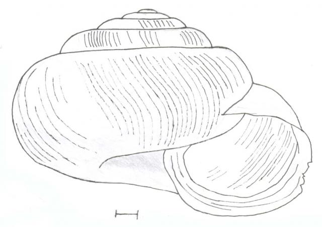Euomphalia strigella 1 Euomphalia strigella 1